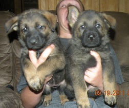 Fargo Sable Pups