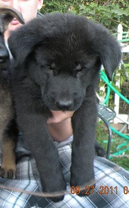 Fargo black 6 week old Pups