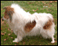 Collies